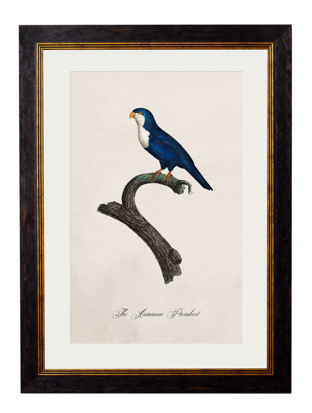 C.1800's Collection of Parrots Cancelled Order - TheArtistsQuarter