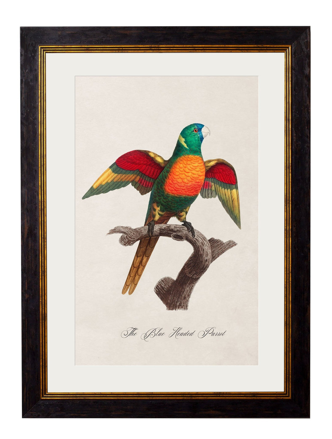 C.1800's Collection of Parrots - TheArtistsQuarter