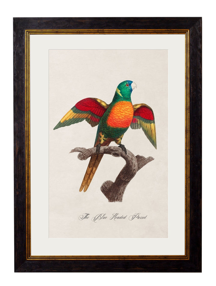 C.1800's Collection of Parrots Cancelled Order - TheArtistsQuarter