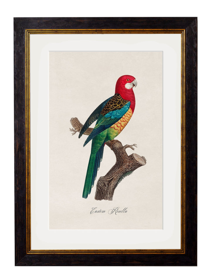 C.1800's Collection of Parrots Cancelled Order - TheArtistsQuarter