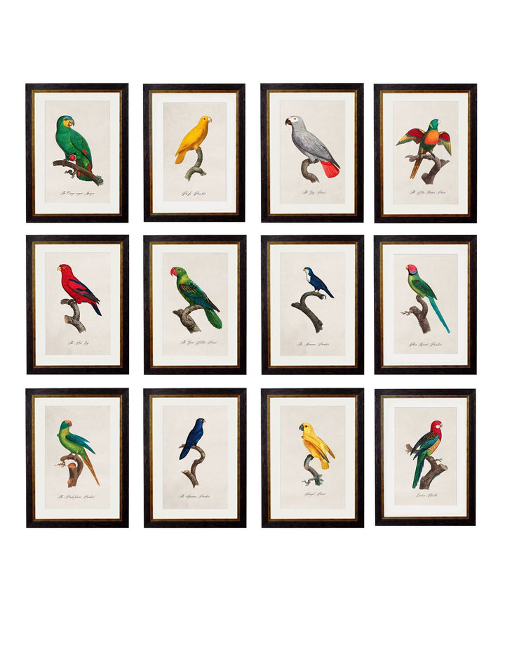 C.1800's Collection of Parrots Cancelled Order - TheArtistsQuarter