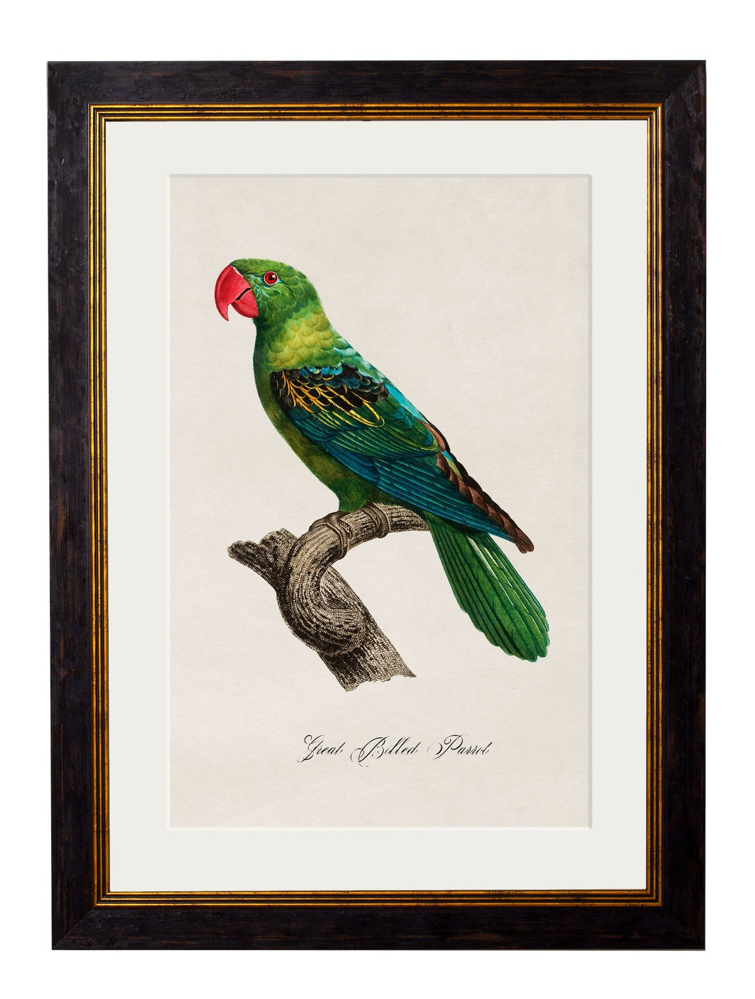 C.1800's Collection of Parrots - TheArtistsQuarter