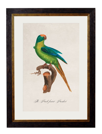 C. 1800's Parrots - TheArtistsQuarter