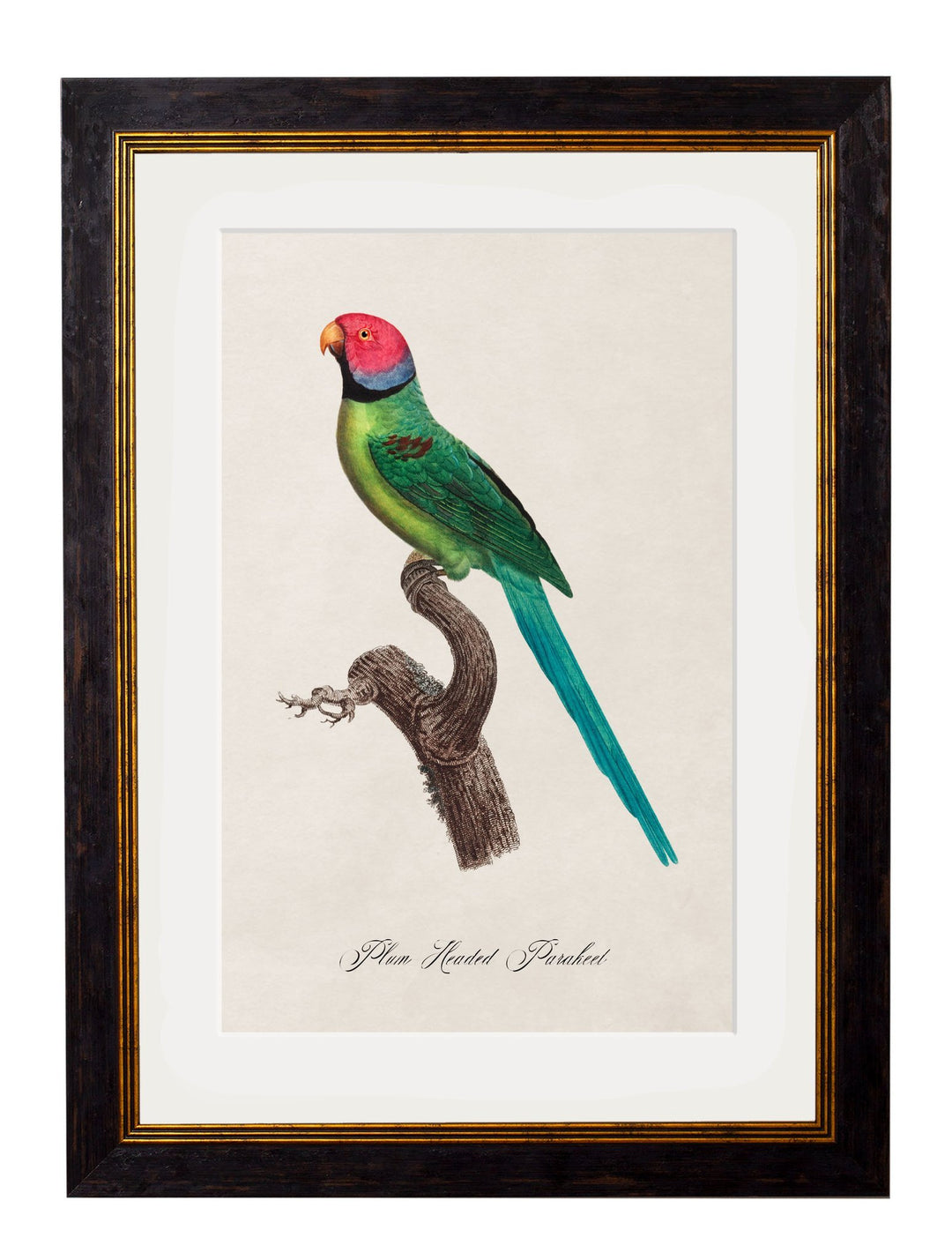 C.1800's Collection of Parrots - TheArtistsQuarter