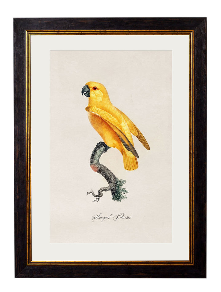 C.1800's Collection of Parrots Cancelled Order - TheArtistsQuarter