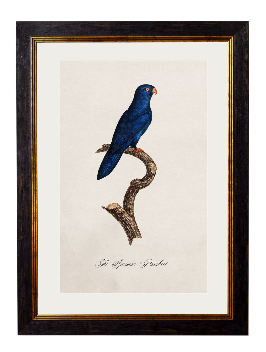 C.1800's Collection of Parrots Cancelled Order - TheArtistsQuarter