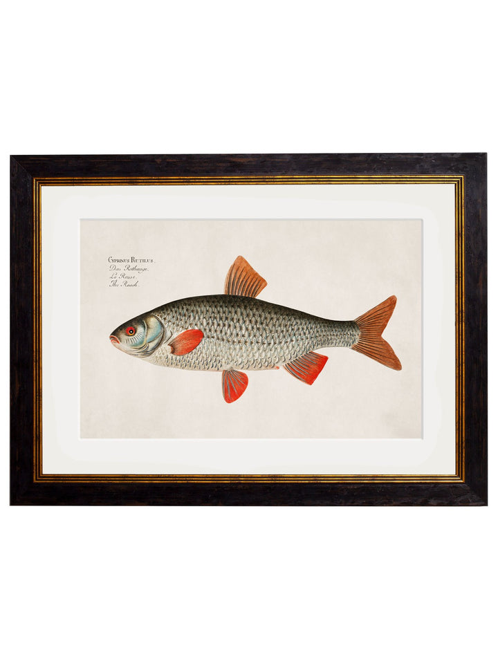 c.1785 Fresh Water Fish - TheArtistsQuarter