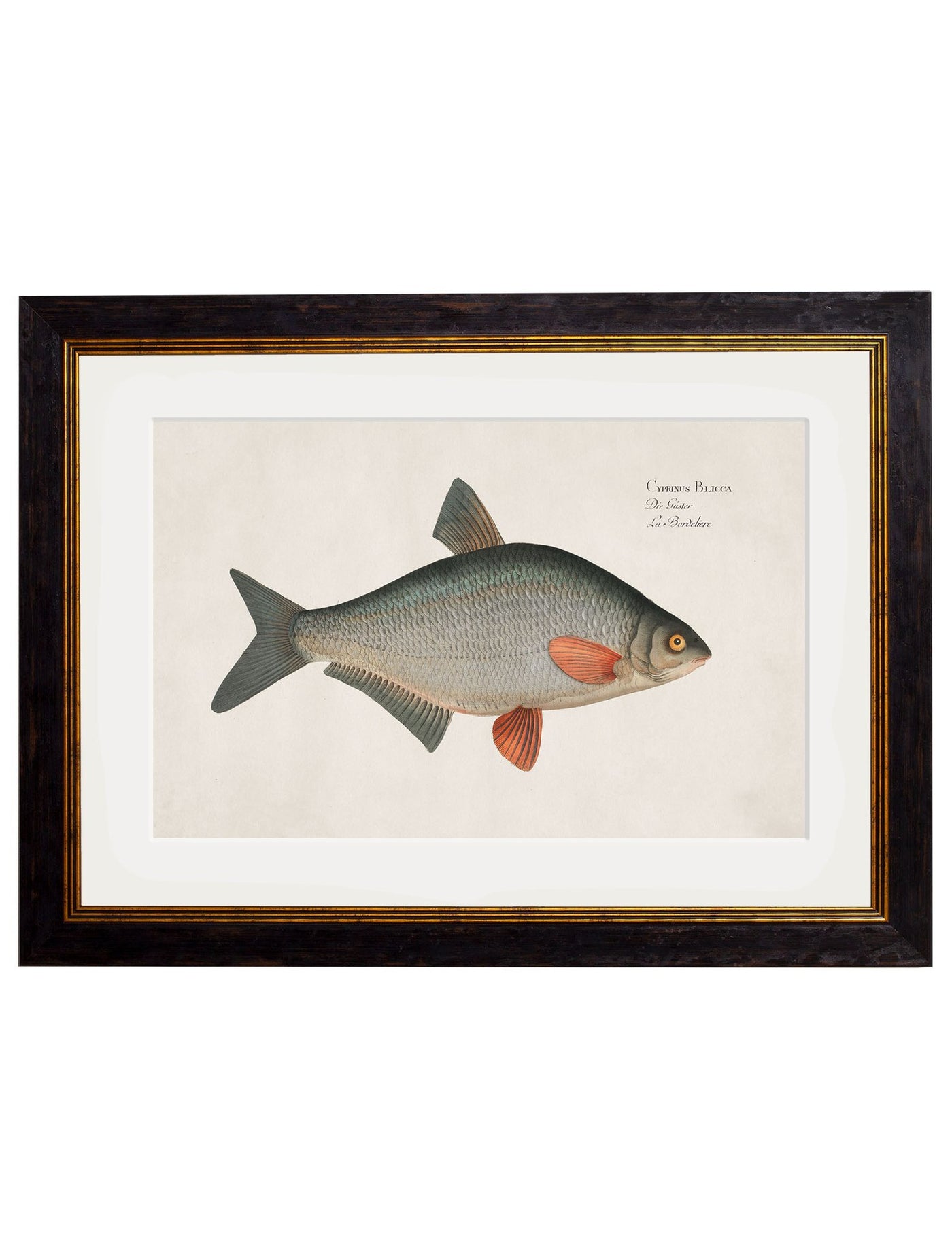 C.1785 FRESH WATER FISH - TheArtistsQuarter