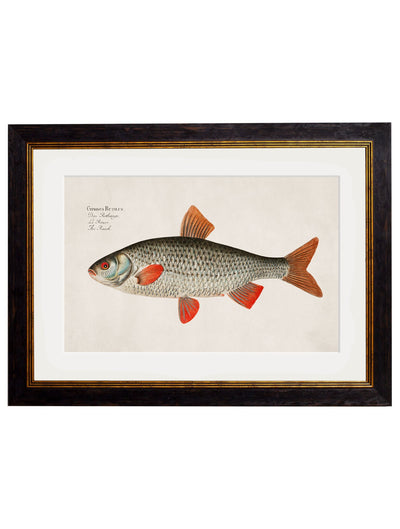 C.1785 FRESH WATER FISH - TheArtistsQuarter