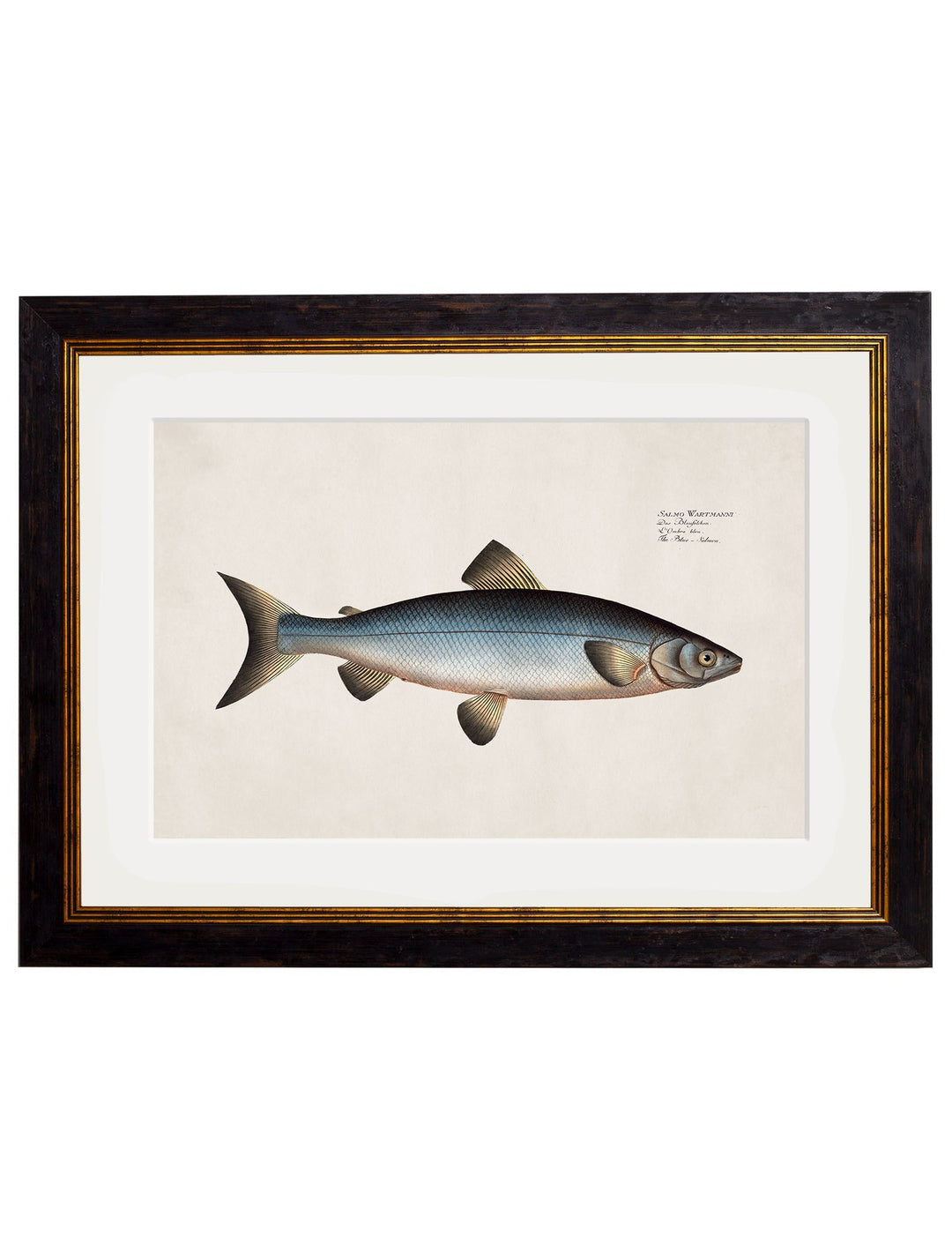 c.1785 Studies of Salmon - TheArtistsQuarter