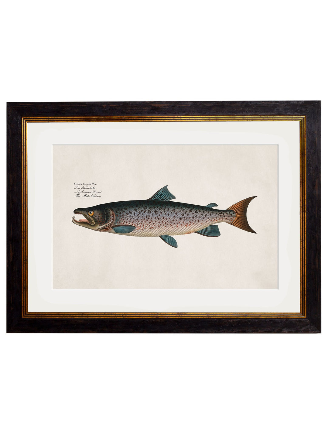 c.1785 Studies of Salmon - TheArtistsQuarter