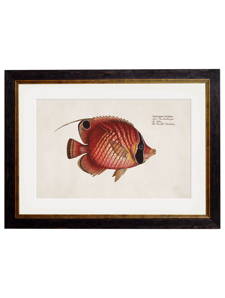 c.1785 Tropical Fish - TheArtistsQuarter