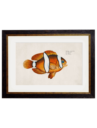 C.1785 TROPICAL FISH - TheArtistsQuarter