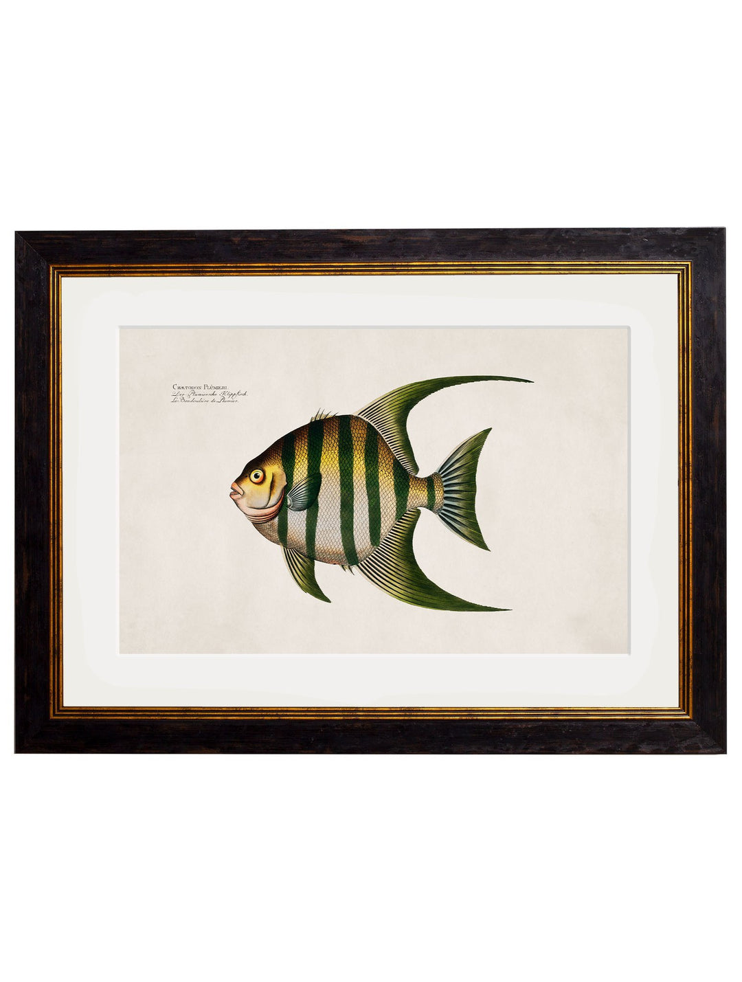 c.1785 Tropical Fish - TheArtistsQuarter