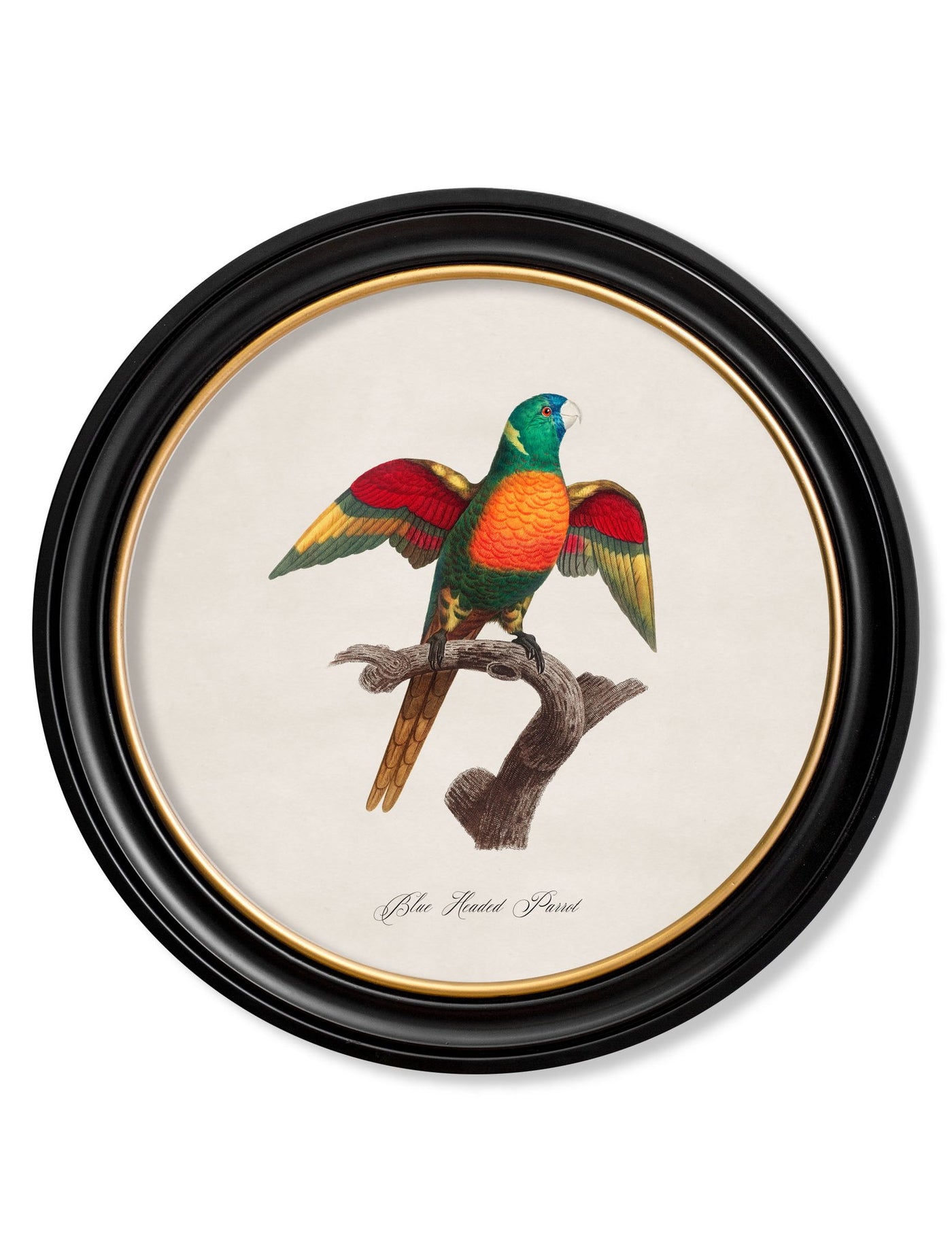 C.1800'S COLLECTION OF PARROTS IN ROUND FRAMES (PART 2) - TheArtistsQuarter