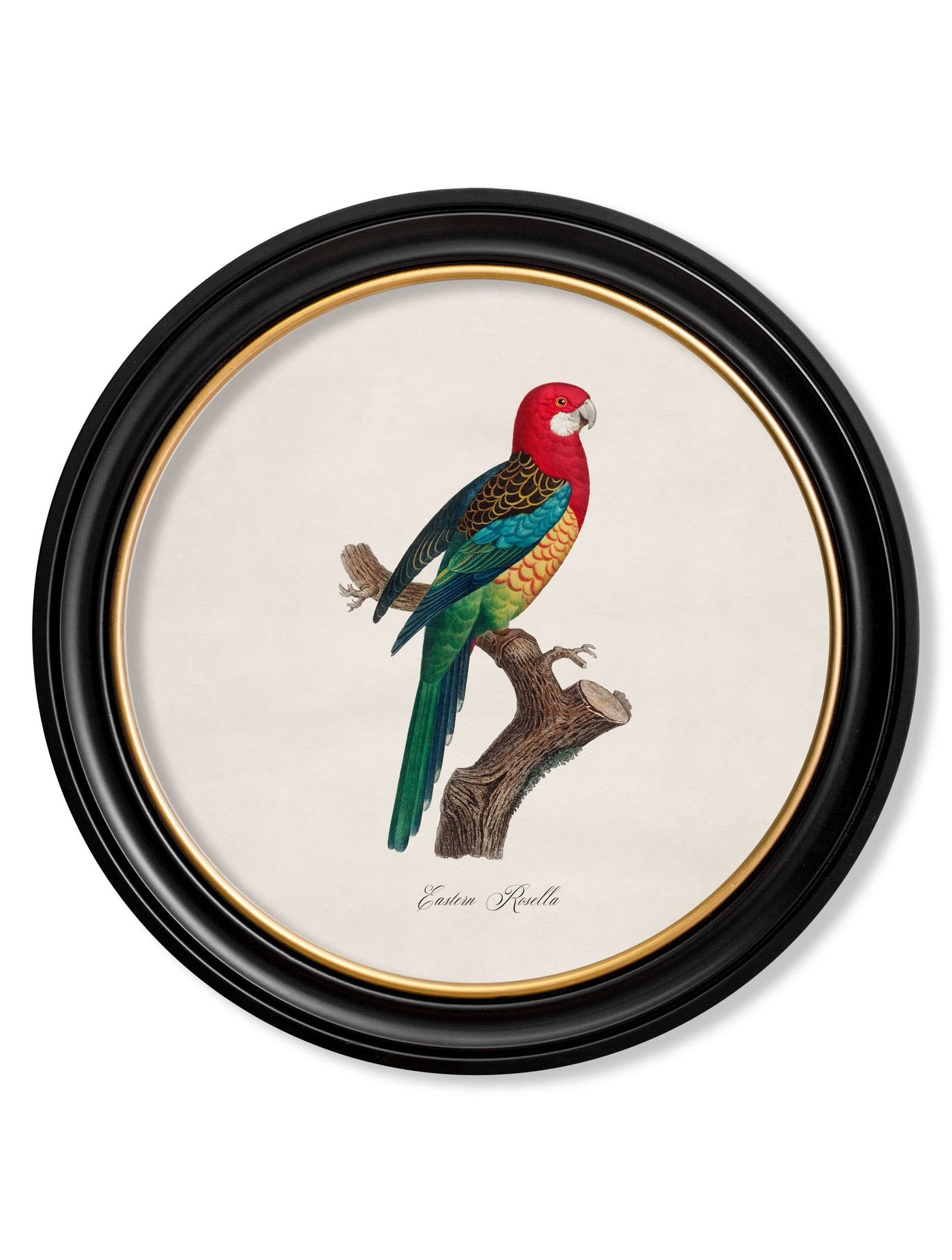 C.1800'S COLLECTION OF PARROTS IN ROUND FRAMES (PART 2) - TheArtistsQuarter
