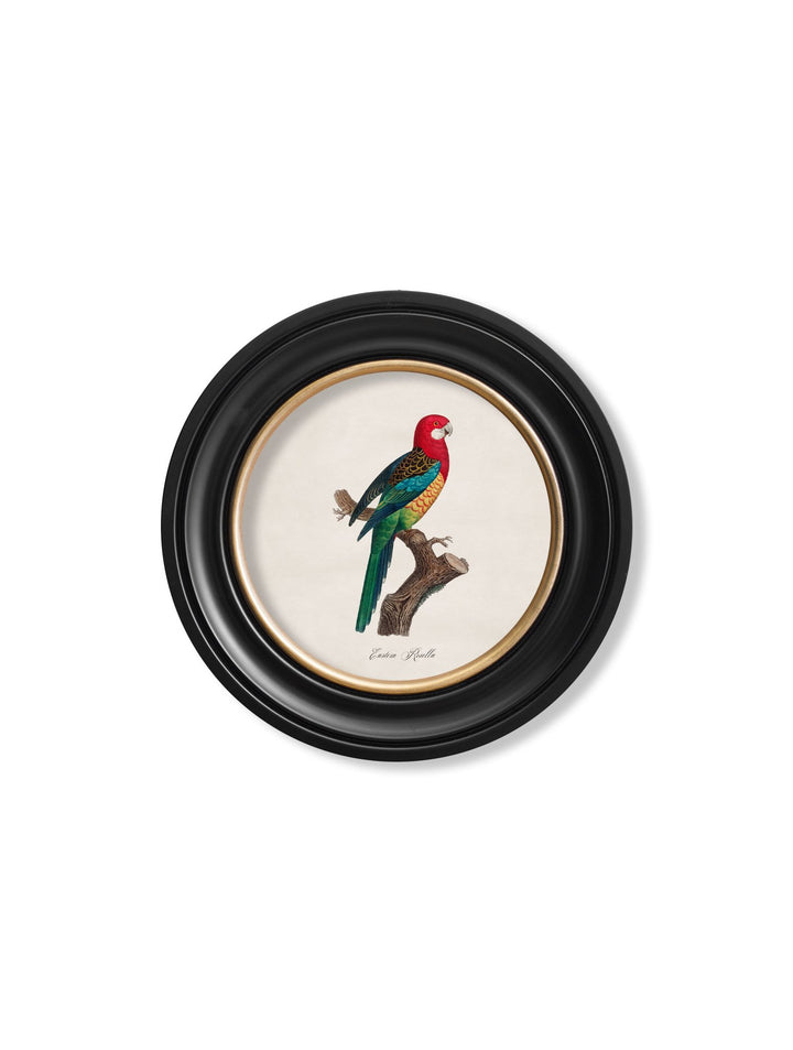 C.1800's Collection of Parrots in Round Frames 1 - TheArtistsQuarter