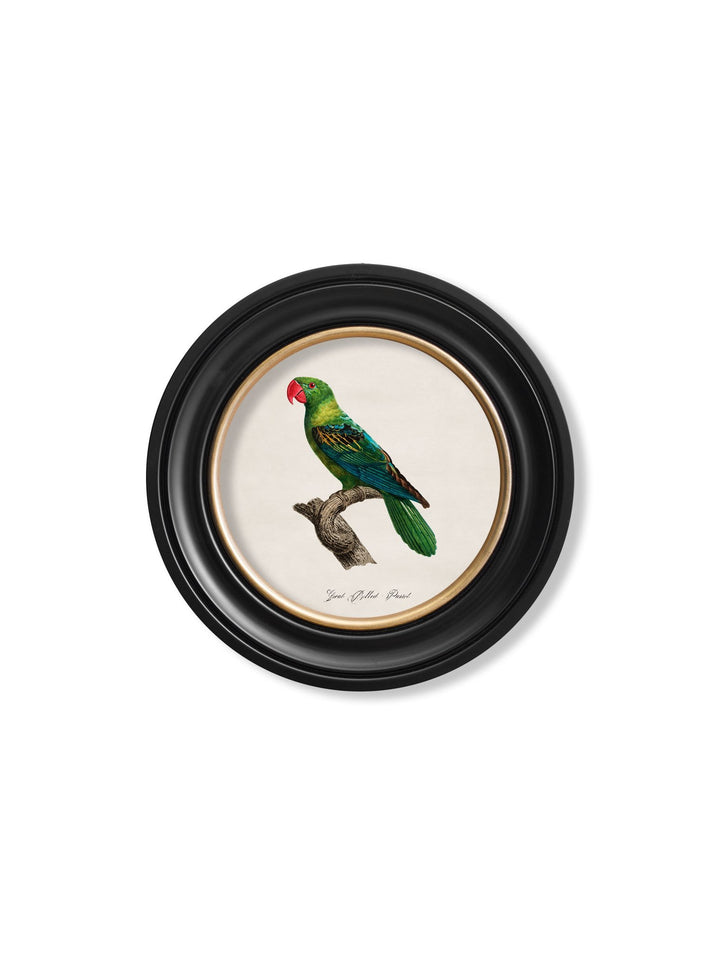 C.1800's Collection of Parrots in Round Frames 1 - TheArtistsQuarter