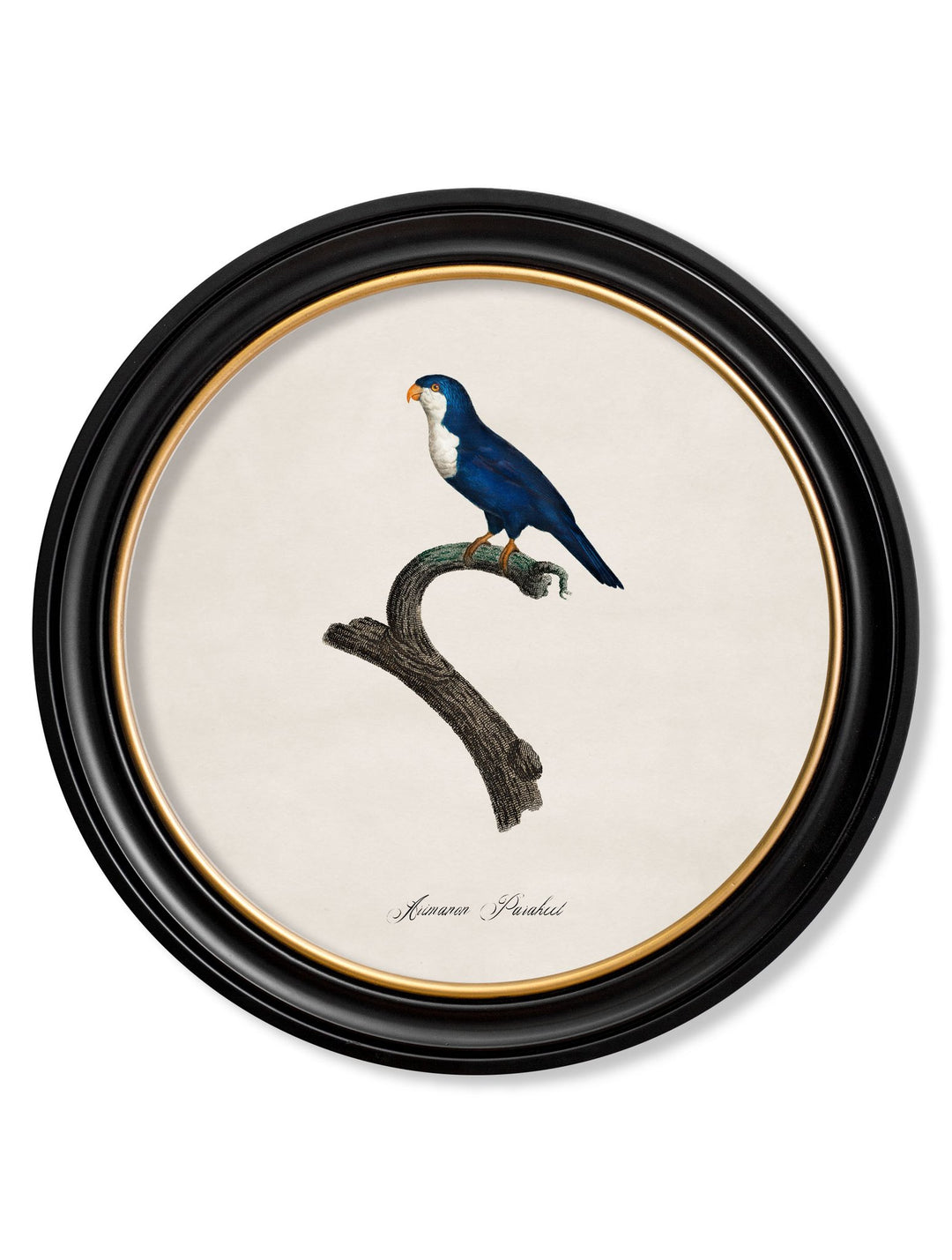 C.1800's Collection of Parrots in Round Frames 1 - TheArtistsQuarter