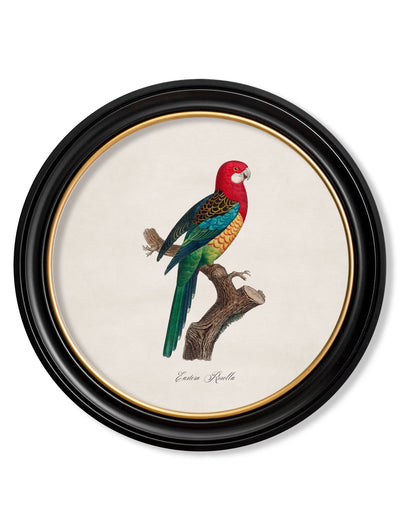 C.1800'S COLLECTION OF PARROTS IN ROUND FRAMES - TheArtistsQuarter