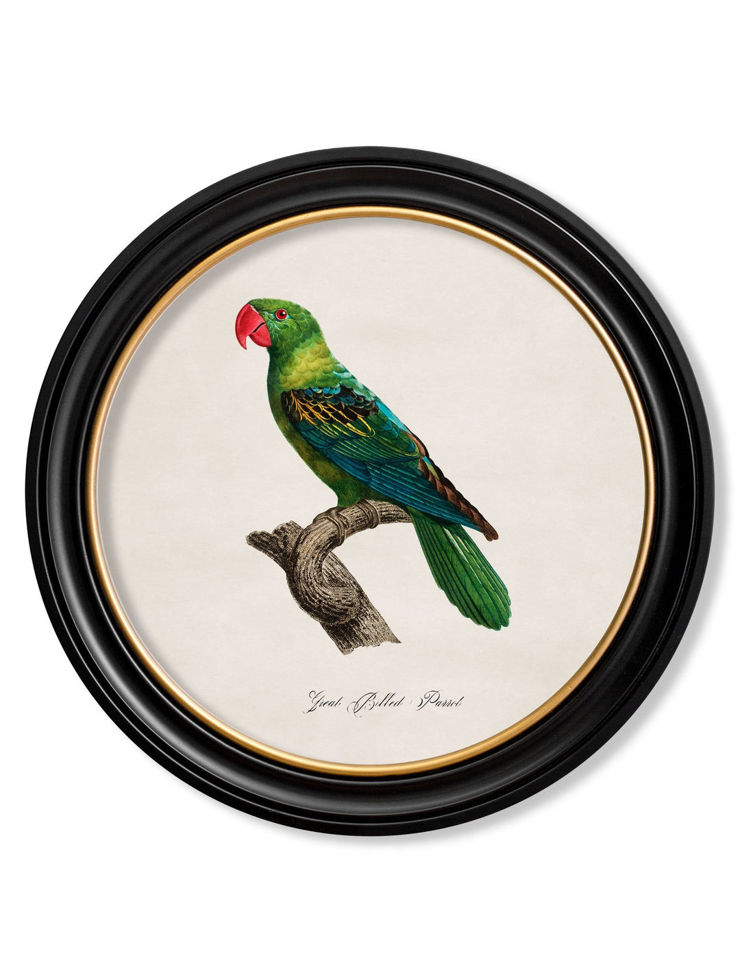 C.1800's Collection of Parrots in Round Frames 1 - TheArtistsQuarter