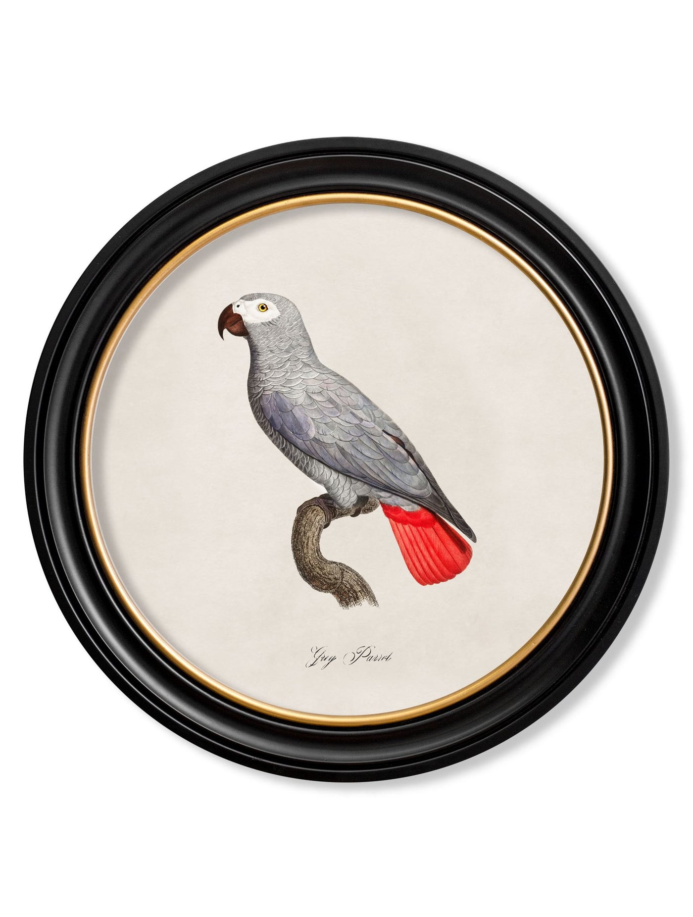C.1800'S COLLECTION OF PARROTS IN ROUND FRAMES - TheArtistsQuarter