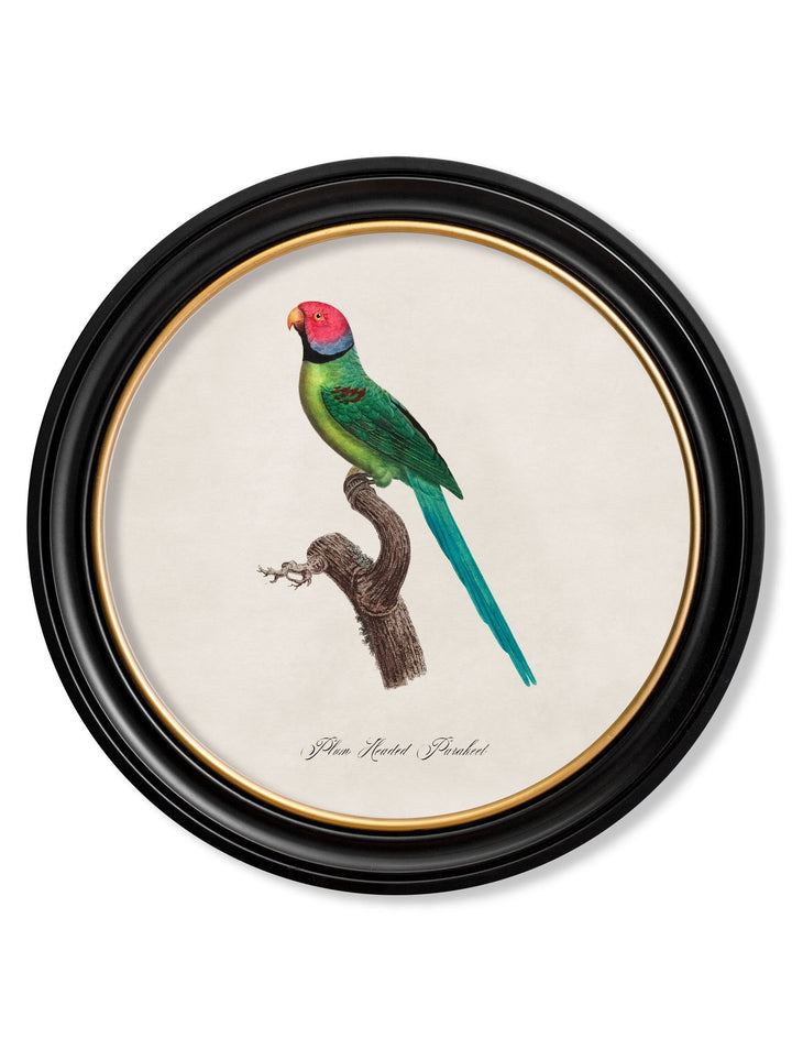 C.1800's Collection of Parrots in Round Frames 1 - TheArtistsQuarter