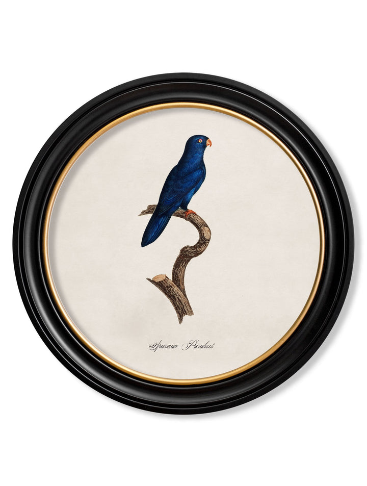 C.1800's Collection of Parrots in Round Frames 1 - TheArtistsQuarter