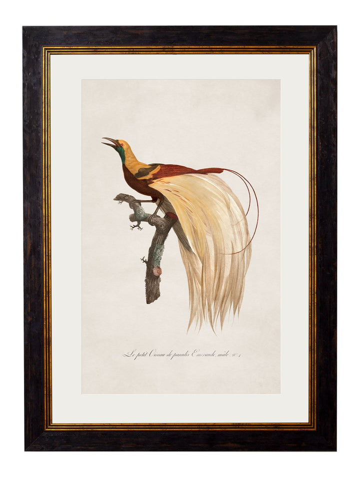 c.1809 Birds of Paradise - TheArtistsQuarter