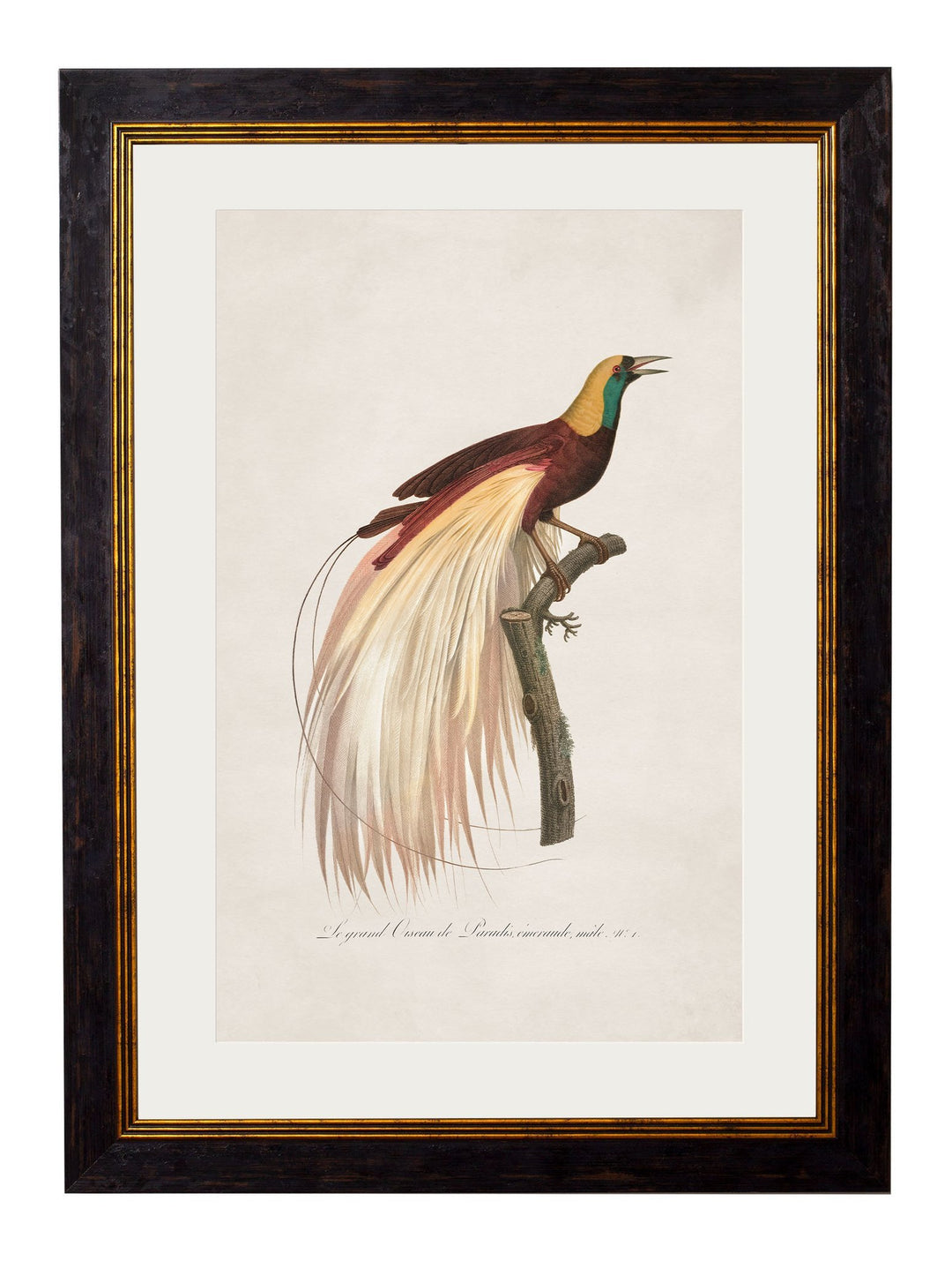 c.1809 Birds of Paradise - TheArtistsQuarter