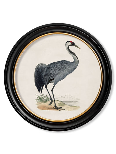 C.1809 BRITISH BIRDS IN ROUND FRAMES - TheArtistsQuarter