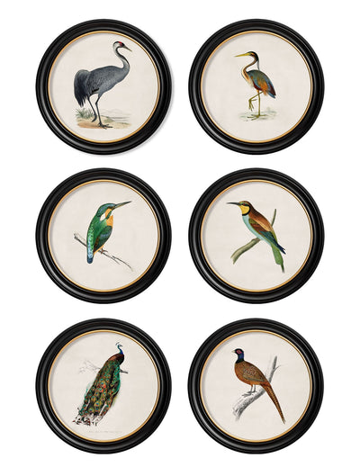 C.1809 BRITISH BIRDS IN ROUND FRAMES - TheArtistsQuarter