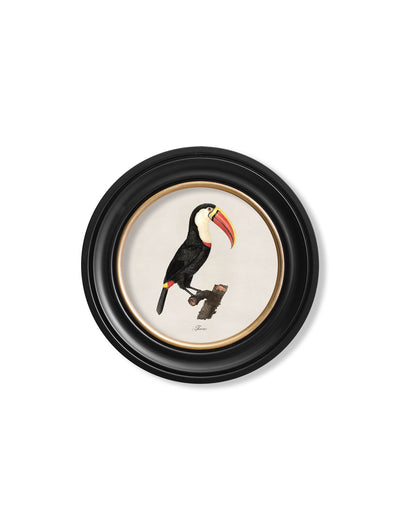 C.1809 TOUCANS - ROUND FRAME - TheArtistsQuarter