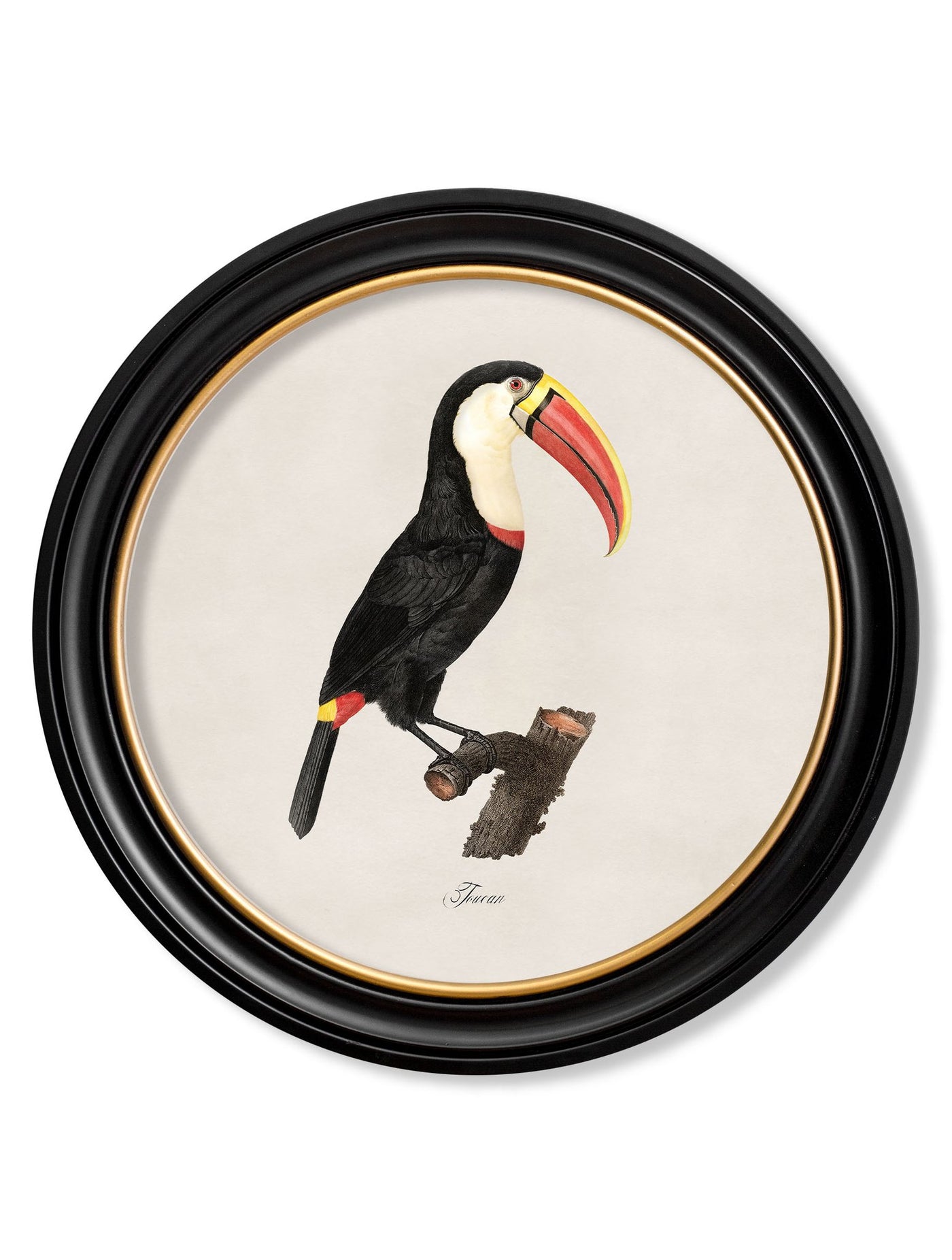 C.1809 TOUCANS - ROUND FRAME - TheArtistsQuarter