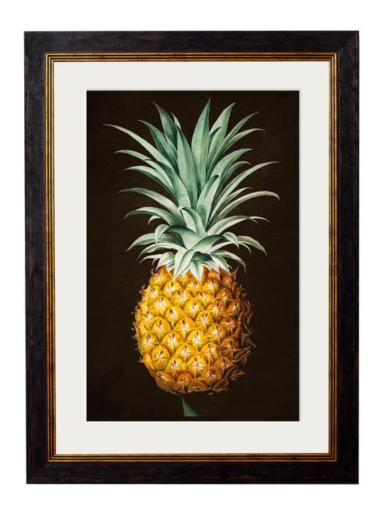 C.1812 Pineapple Plant Studies Cancelled Order - TheArtistsQuarter