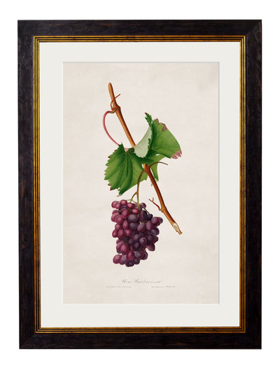 C.1817 COLLECTION OF BOTANICAL GRAPES - TheArtistsQuarter