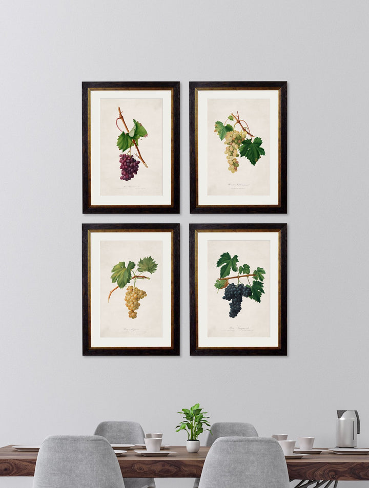 c.1817 Collection of Botanical Grapes - TheArtistsQuarter