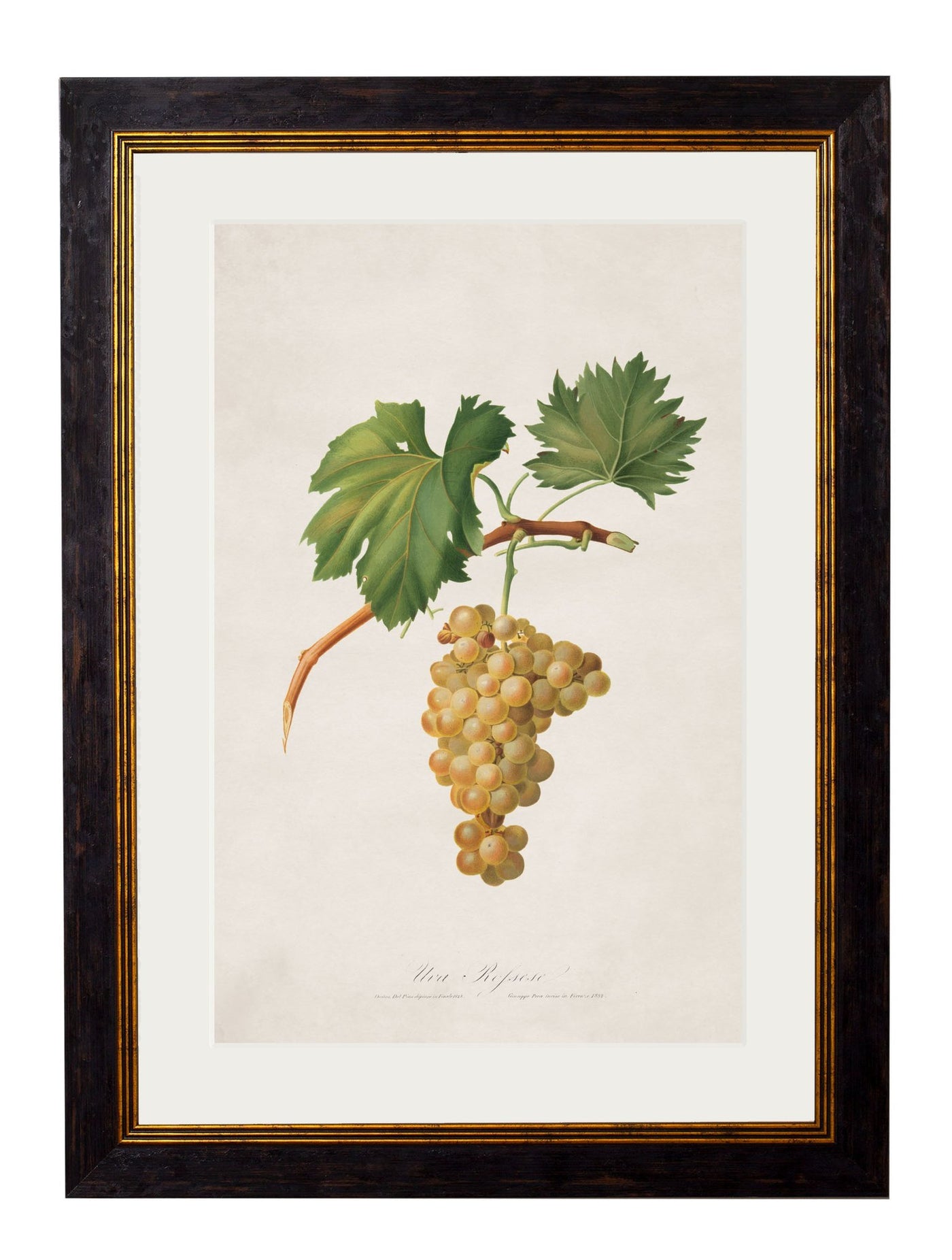 C.1817 COLLECTION OF BOTANICAL GRAPES - TheArtistsQuarter