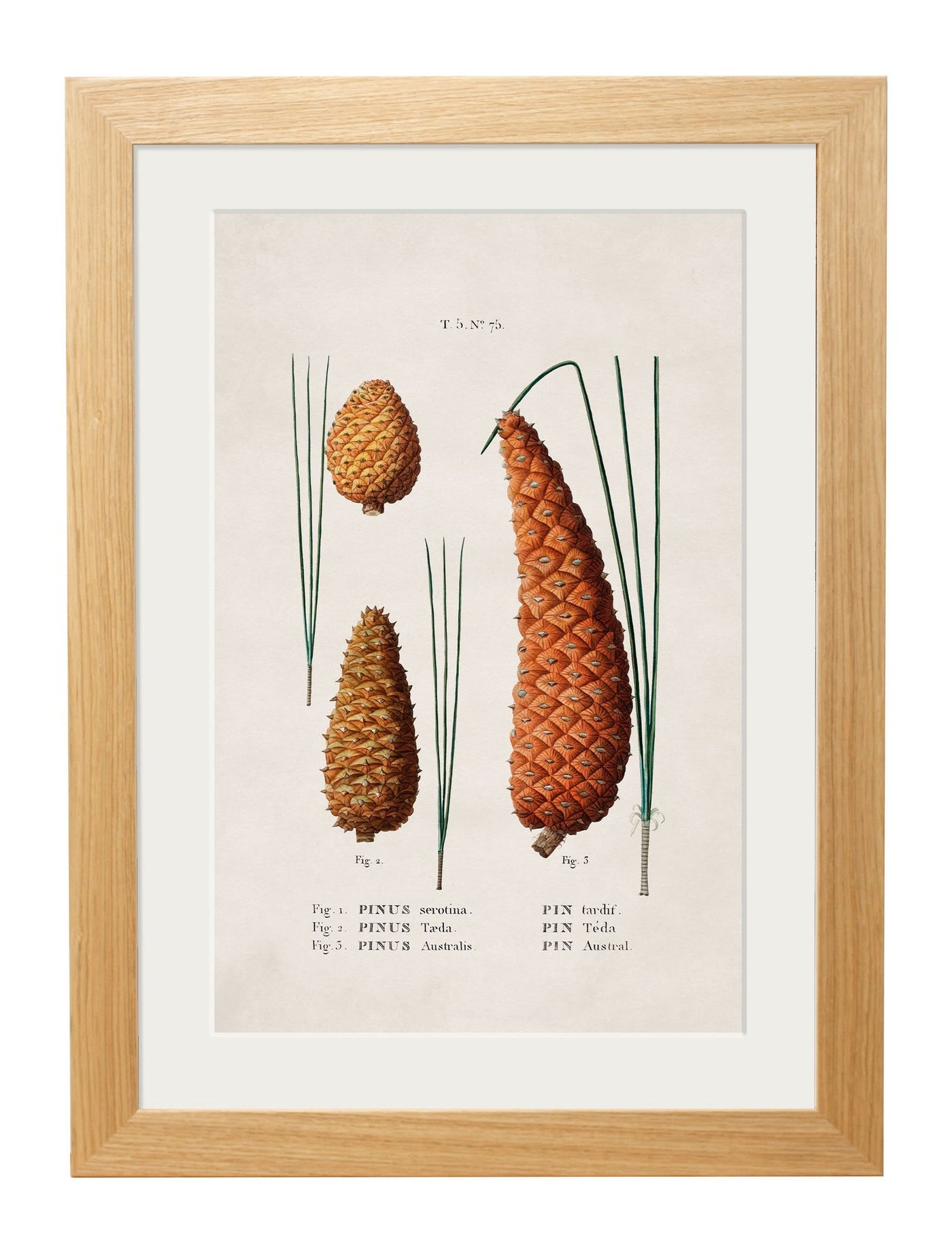 C.1819 STUDY OF BRITISH LEAVES AND PINECONES - TheArtistsQuarter