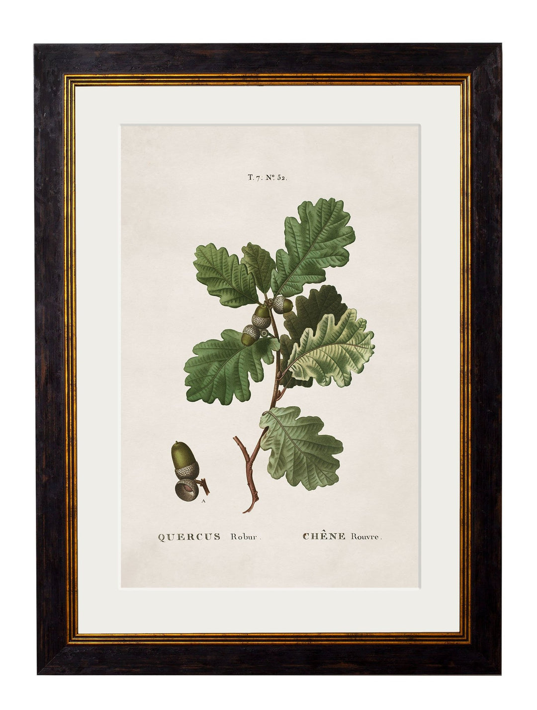 c.1819 Study of British Leaves and Pinecones - TheArtistsQuarter