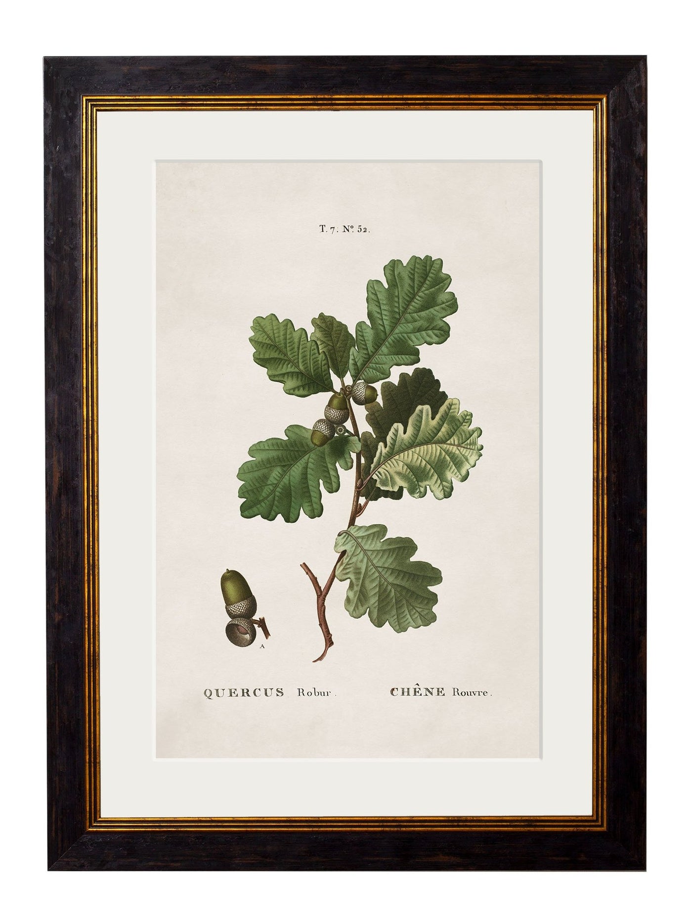 C.1819 STUDY OF BRITISH LEAVES AND PINECONES - TheArtistsQuarter
