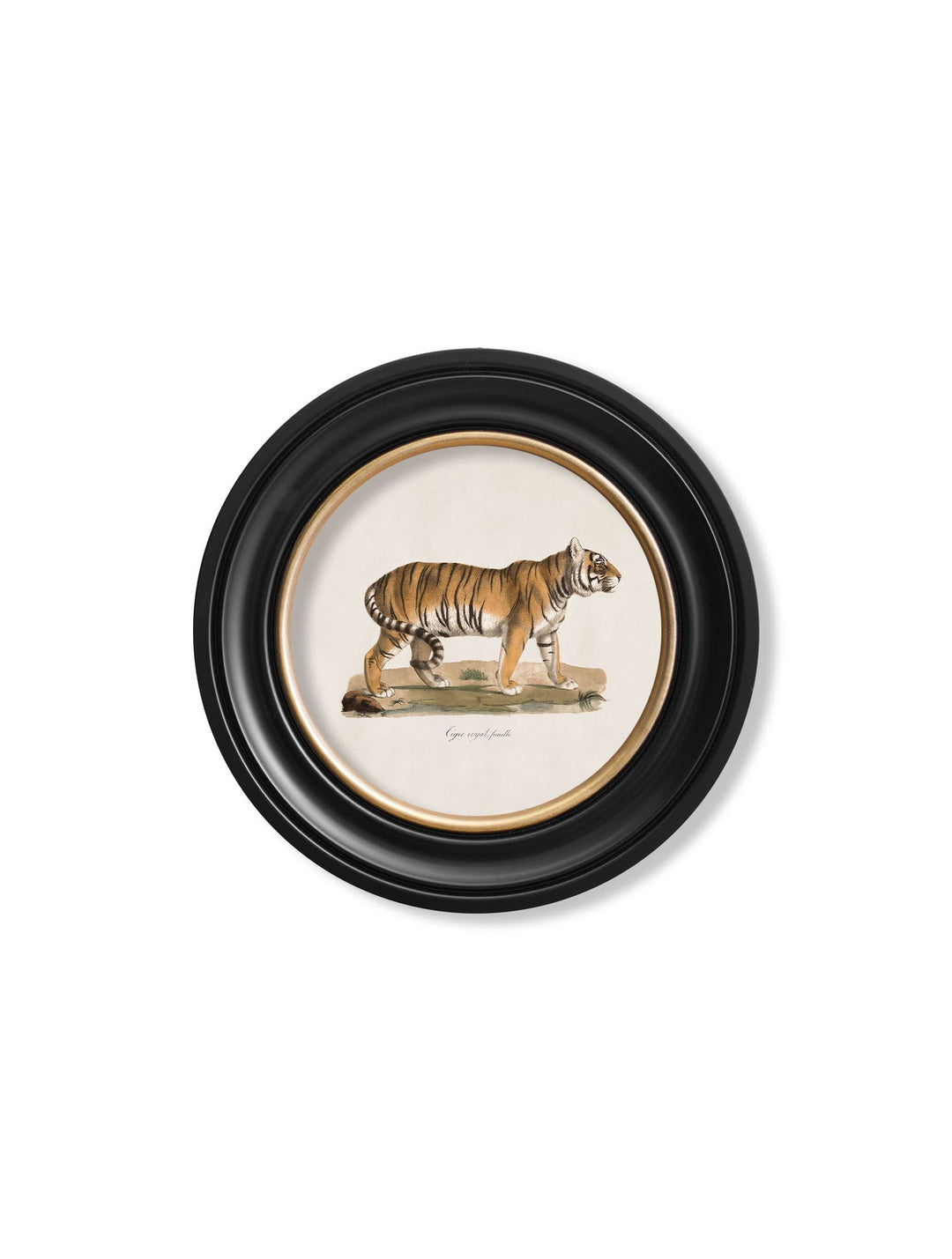 c.1824 Tiger - Round Frame - TheArtistsQuarter