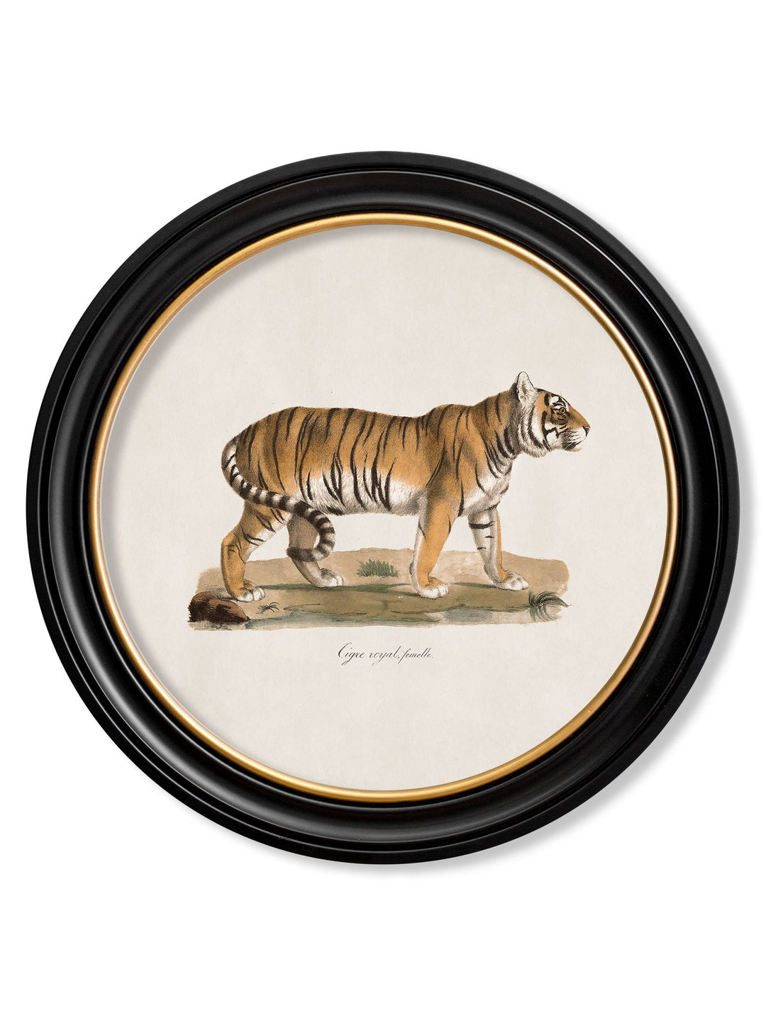 c.1824 Tiger - Round Frame - TheArtistsQuarter