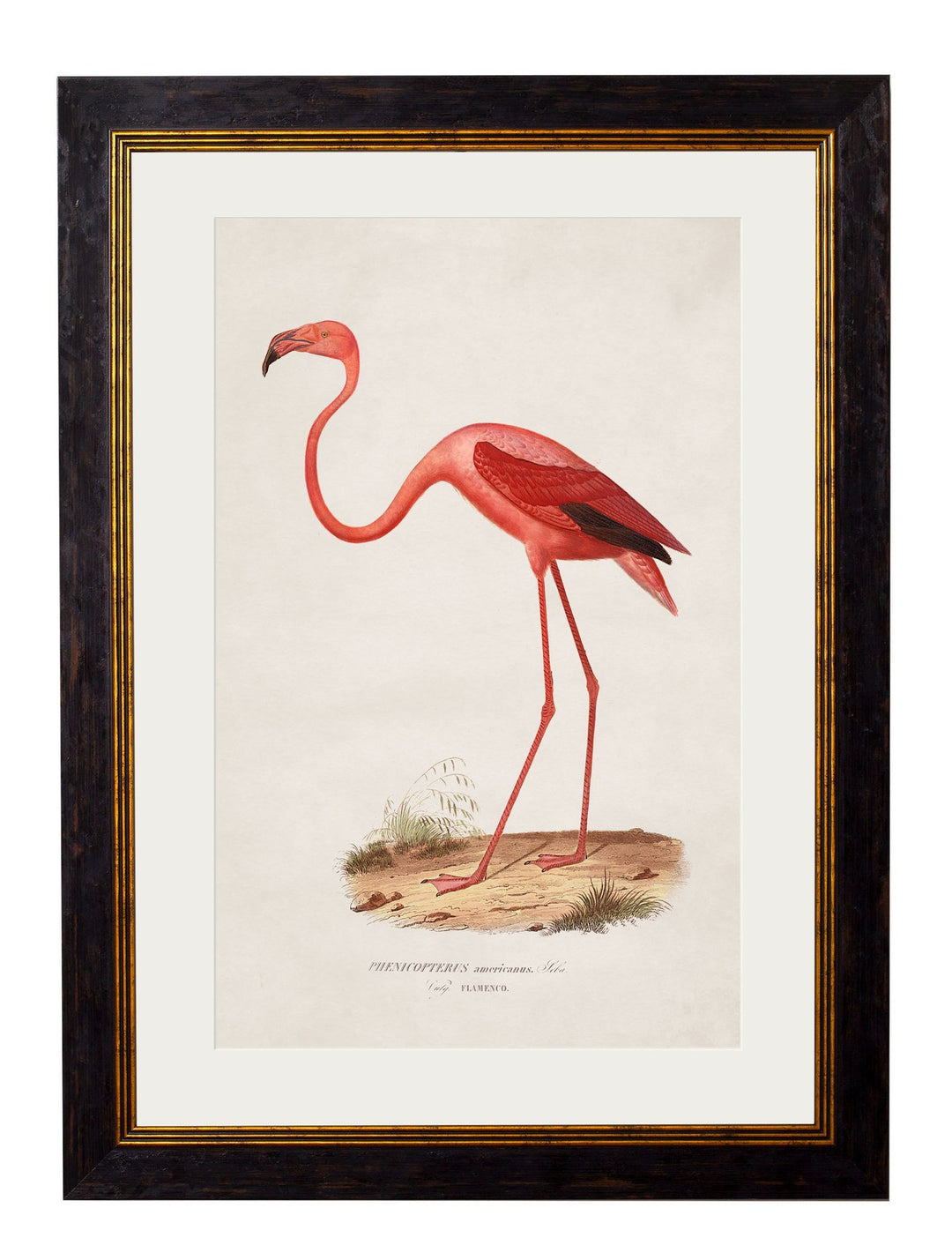 c.1830 Flamingo - TheArtistsQuarter