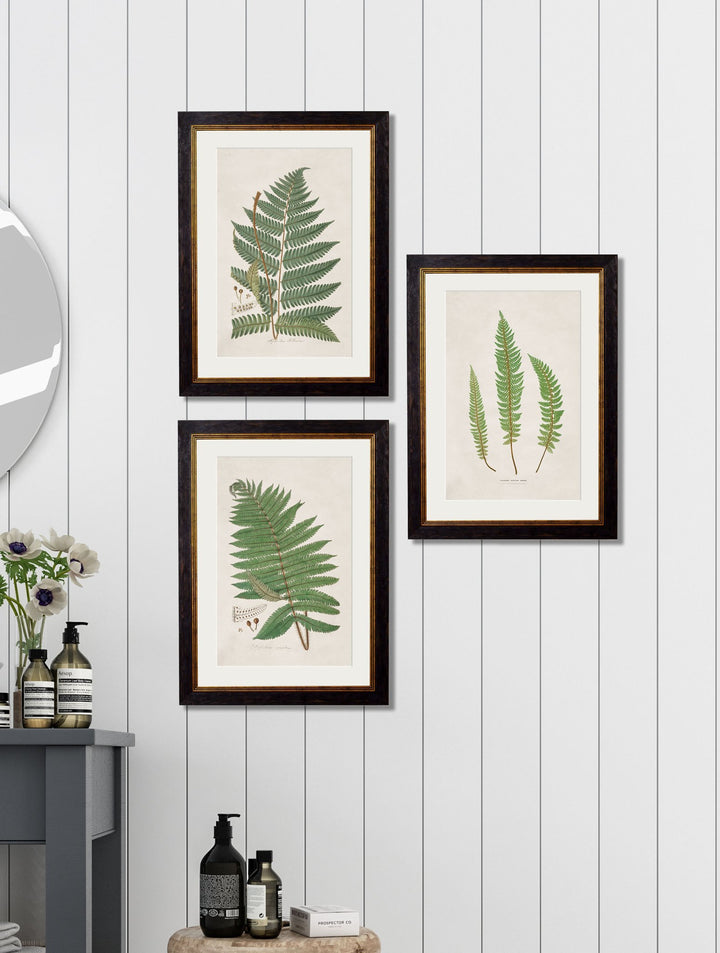 c.1831 Collection of Ferns - TheArtistsQuarter