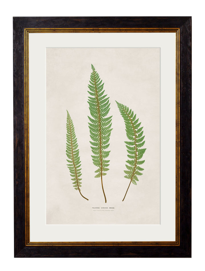 c.1831 Collection of Ferns - TheArtistsQuarter