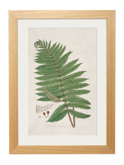 C.1831 COLLECTION OF FERNS - TheArtistsQuarter