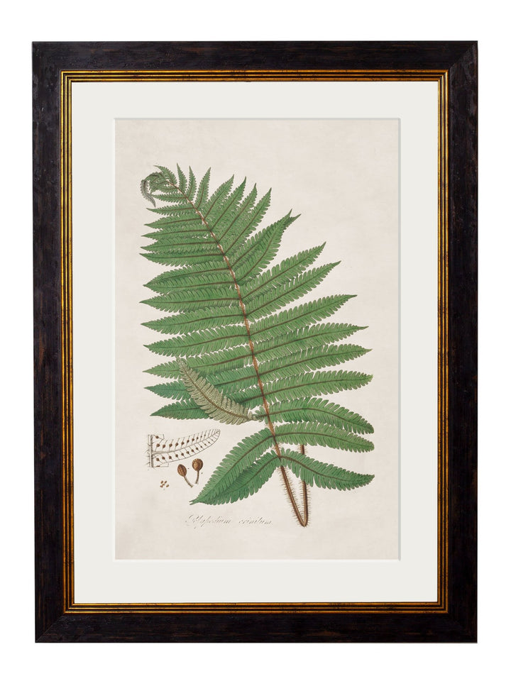 c.1831 Collection of Ferns - TheArtistsQuarter