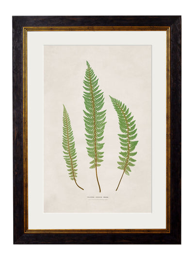 C.1831 COLLECTION OF FERNS - TheArtistsQuarter