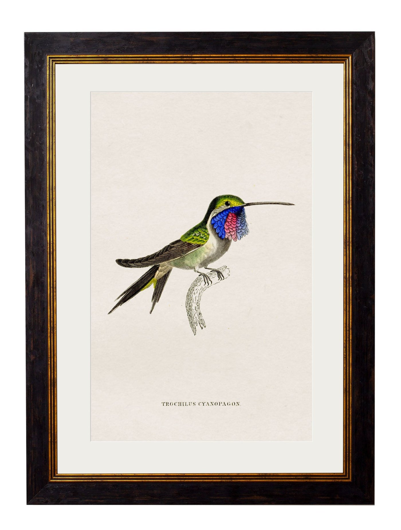 C.1833 HUMMINGBIRDS - TheArtistsQuarter